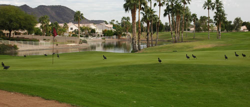 Legend at Arrowhead Golf Club | Arizona golf course